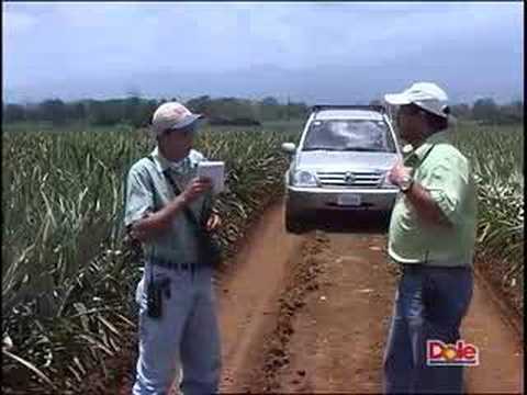 download lagu mp3 mp4 Ananasbaum, download lagu Ananasbaum gratis, unduh video klip Ananasbaum