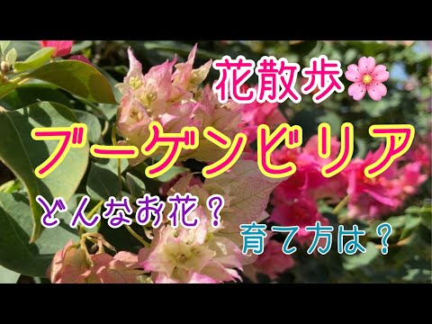 冬のブーゲンビリアの飼い方は？どこに置き、どのような越冬をすれば健康に保てますか？  庭園