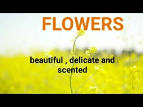 Names of flowers for beginners , UKG , class 1 and 2. Spoken English / Learning English.
