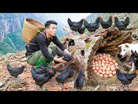 Rescuing Giant Wild Chicken Flock & Eggs, Bringing Home to Raise & Forest Cooking | Country Life