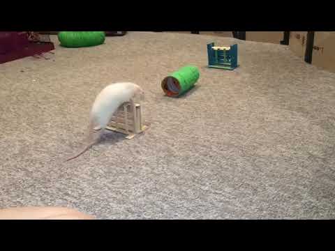 Bem-Estar de Ratos - Rat Agility