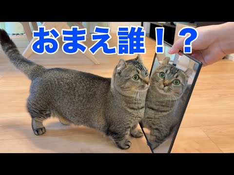 猫に鏡を見せたら威嚇する？まさかの反応…？