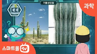 [4학년ㅣ과학] 사막에서 사는 식물 알아보기ㅣ 4학년 2학기 1. 식물의 생활 (3)