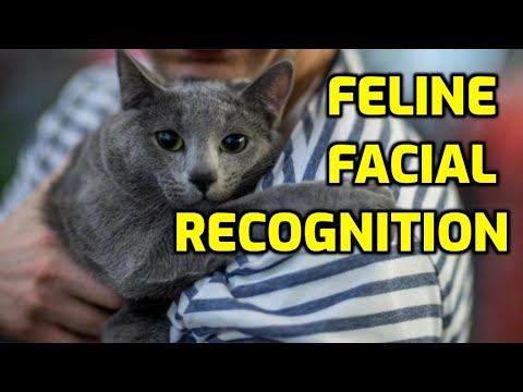 Do Cats Remember People's Faces? - YouTube