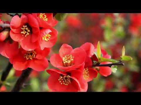 Opwekking 146 Immanuël, Immanuël 1B