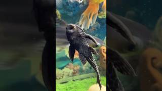 Download lagu Aquarium Fish 🐠 #fish #aquarium #shorts mp3
