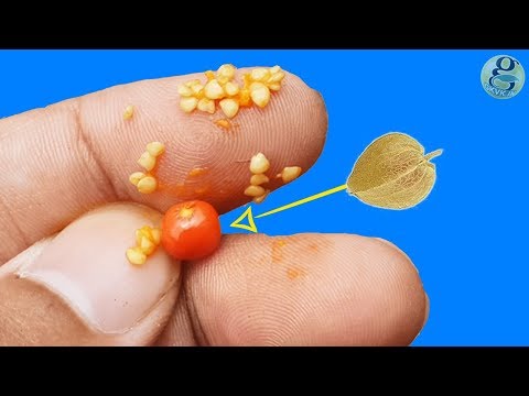 Cute Seed Pods! How to Harvest and Collect Ashwagandha Seeds