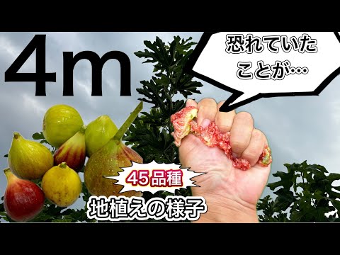  11月に植える果樹はどれですか?おいしい収穫のためのリストをご覧ください!  庭園