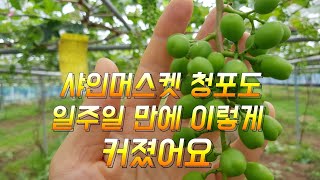샤인머스켓 청포도가 자라는 모습 입니다.일주일 차이가 이렇게 나네요