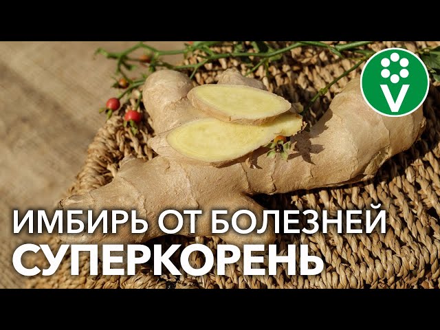 ПЕРЕСТАНЬТЕ ПОКУПАТЬ ИМБИРЬ! ВОТ КАК ВЫРАСТИТЬ ЕГО ДОМА И НА ОГОРОДЕ! Нарастёт столько &ndash; хватит всем