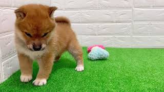 柴犬の動画02