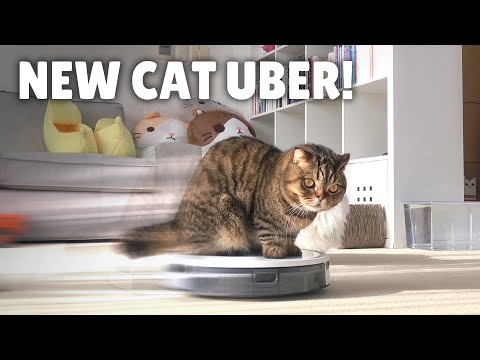 Mein Roboter-Staubsauger verwandelte sich in einen Katzen-Uber! | Kittisaurus