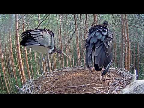 ~ JASTRZĄB NIEPOKOI MŁODE BOCIANY CZARNE z ESTONII !!! ~ Must-toonekurg 02/08/2019