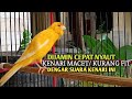 Kenari Gacor Panjang Cuit Cuit EMOSI Pancingan Kenari Paud Belajar Bunyi Terapi AMPUH Kenari MACET