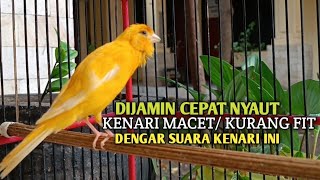 Download lagu kenari gacor panjang Cuit Cuit EMOSI, Pancingan Kenari Paud Belajar Bunyi, terapi AMPUH Kenari MACET mp3
