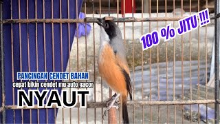 Download lagu cendet gacor PANJANG MEWAH BONGKAR MATERI,, PANCINGAN CENDET AGAR BUNYI bikin BURUNG PENTET GACOR mp3 Download lagu cendet gacor PANJANG MEWAH BONGKAR MATERI,, PANCINGAN CENDET AGAR BUNYI bikin BURUNG PENTET GACOR mp3