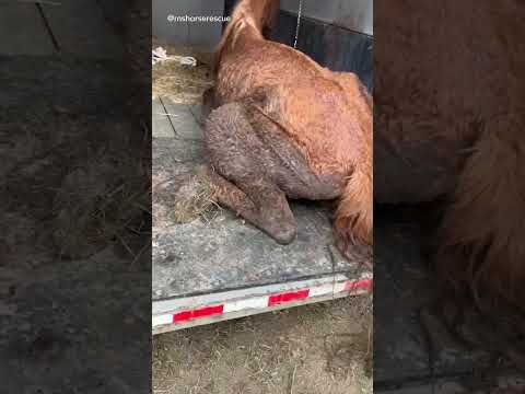 Watch Dasher become the beautiful horse he was always meant to be ❤️