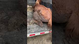 Watch Dasher become the beautiful horse he was always meant to be ❤️