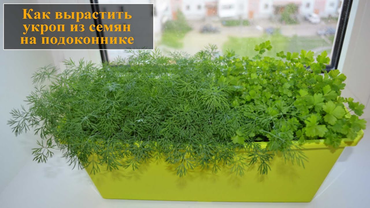 Уход за растением: влага, свет и тепло