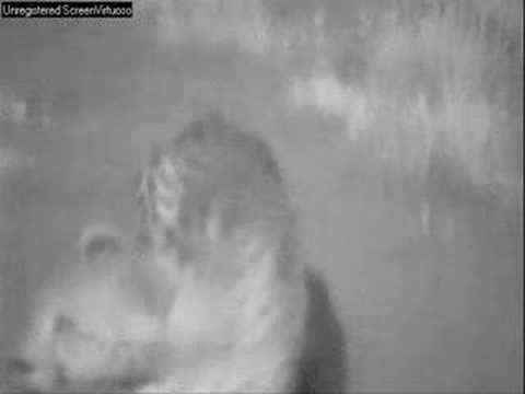 Hyena & Cheetah Nkorho Pan 01/29/07 Part 2