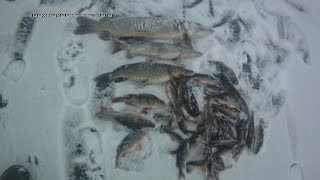 Ловля окуня на балансир в саратове