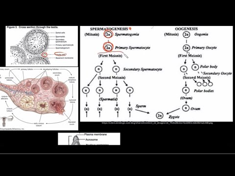 Grade 12 Life Sciences Human Reproduction Part 2
