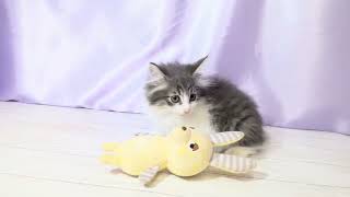 ノルウェージャンフォレストキャットの動画01