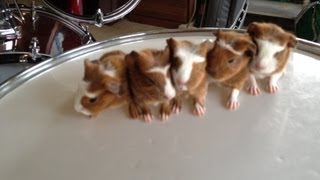 "NIGHTMARE IN 8mm!" A FRENCH NEW WAVE/DADA SHORT