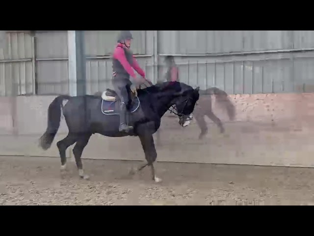 Gelding Zangersheide For sale 2020 Black