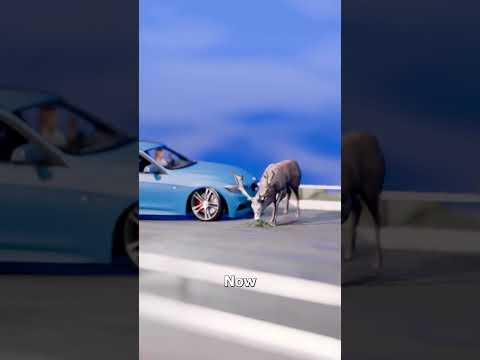 Never Swerve For A Deer 😨