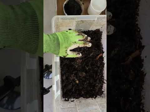 Tiny Worm Bin Population Increase 🪱