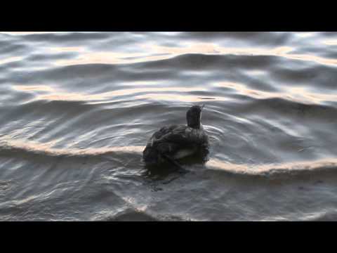 Loon Release Video May 2013