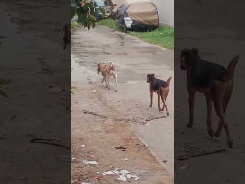 #short#funny video #