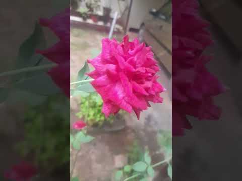 SRAVANA CHANDRIKA l P Susheela #shortfeed #shortvideo #youtubeshorts #beautifulflowers