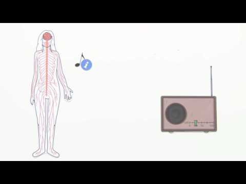 NERVENSYSTEM | CODIERUNG VON INFORMATIONEN | Biologie | Neurobiologie und Verhalten