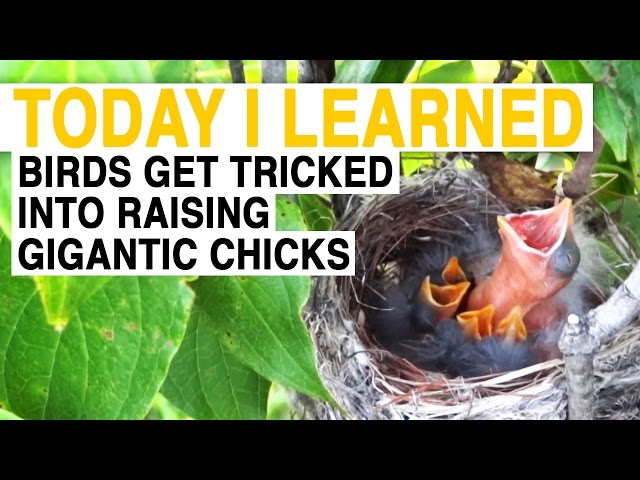 Where does the cuckoo bird lay its eggs?