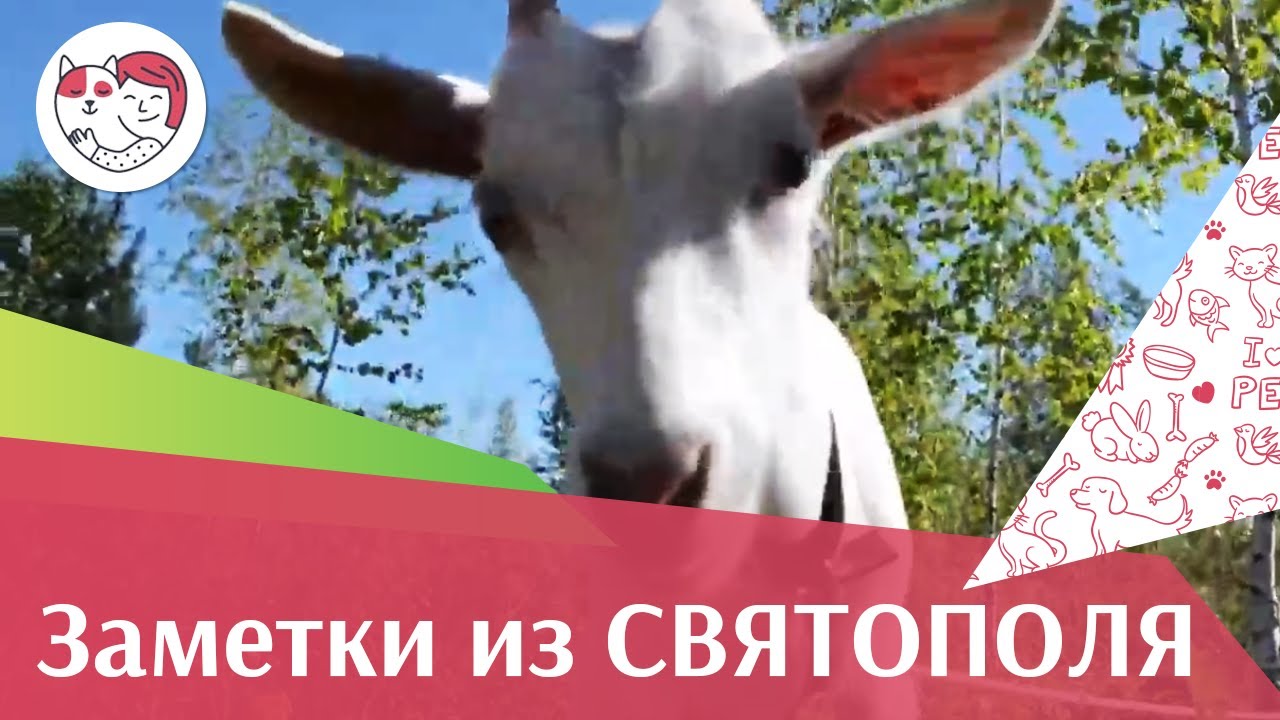ЗАМЕТКИ ИЗ СВЯТОПОЛЯ выпуск 1 Коза Сметанка в шляпе ilikepet