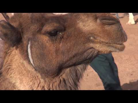 Morocco_ Adventures in desert and the high dunes Chegaga _Zbartravel