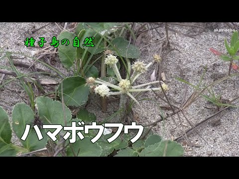 園芸 散形花序のオルニソガレ、11時の貴婦人