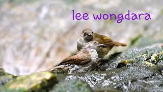 Download lagu 86.Burung Bulbul Mata Merah mp3 Download lagu 86.Burung Bulbul Mata Merah mp3