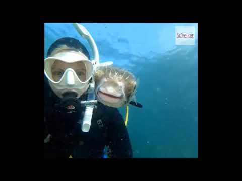 Pez globo se toma selfie con una buceadora