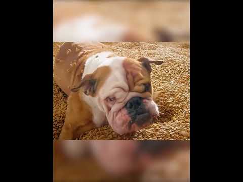 צלחת אוכל לכלבים וחתולים עם משקל מובנה