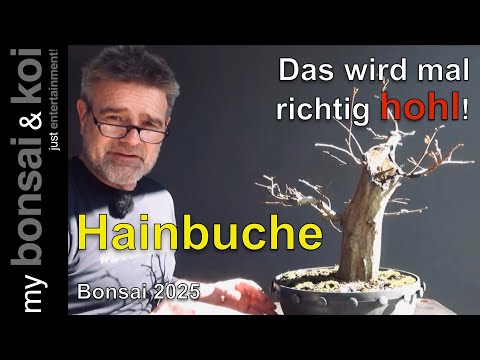 Bonsai 2025-30 - Hornbeam from the hedge - This is going to be really hollow!