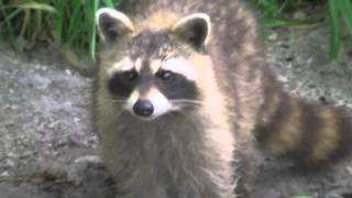 Dayglo Abortions - I'm My Own God MV