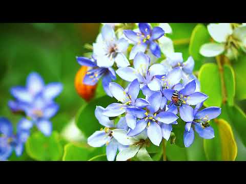 Mihai Eminescu - Floare albastră