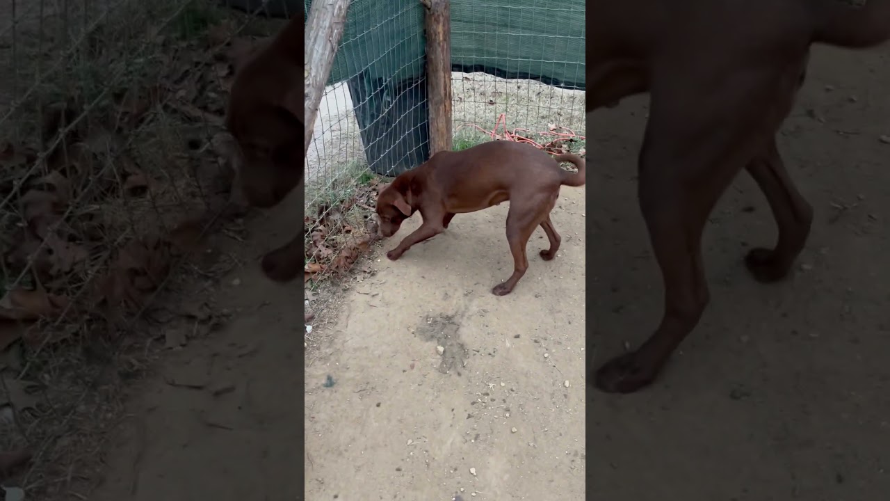 Enlarge Ringo, a Adoptable mixed breed in West Henrietta, NY video 2/2