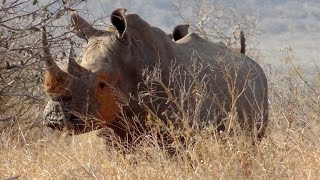 🦏 Metsi-Metsi Trail (Kruger National Park) 🥾