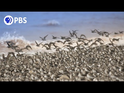 Mesmerizing Sandpipers Hunt... While Being Hunted