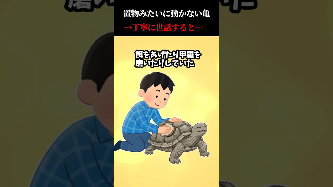 汚い亀を拾って世話した結果… #ホラー #怖い話 #怪談
