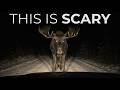 SCARED To Go Outside The Most Dangerous Animals Hiding In Vermont
